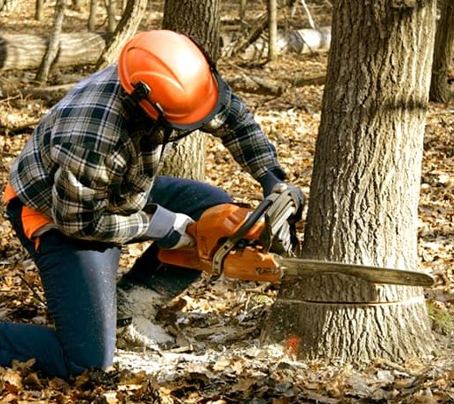 Tree Removal in Oak Island, NC